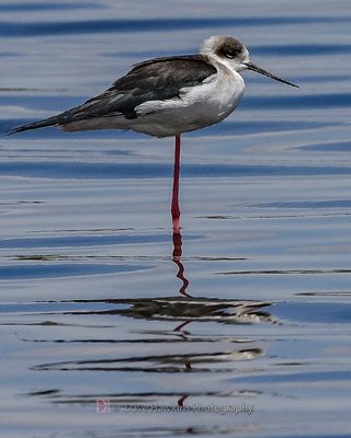 BLACK-WINGED STILT