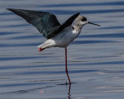 BLACK-WINGED STILT