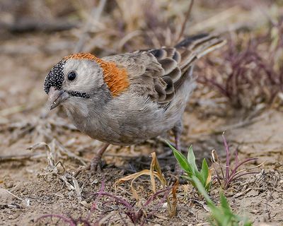 SPECKLE-FRONTED WEAVER