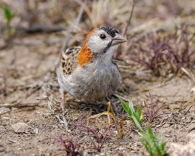 SPECKLE-FRONTED WEAVER