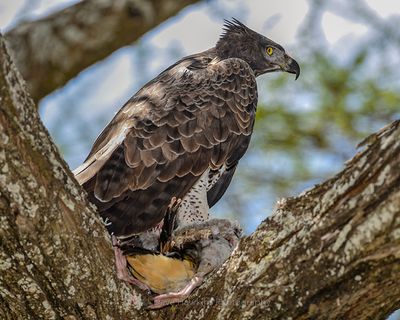 MARTIAL EAGLE