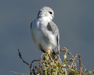 BLACK-WINGED KITE