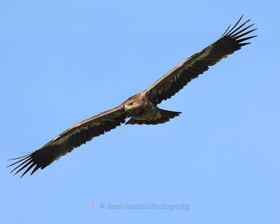 STEPPE EAGLE