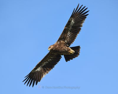 STEPPE EAGLE