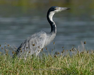 BLACK-HEADED HERON