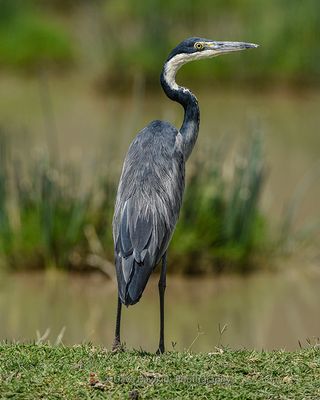 BLACK-HEADED HERON