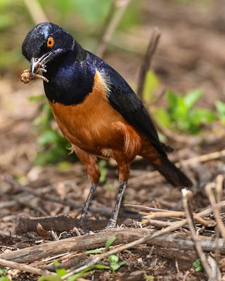 HILDEBRANDT'S STARLING