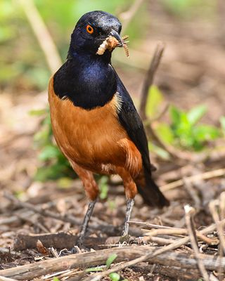 HILDEBRANDT'S STARLING