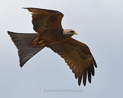 BLACK KITE