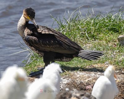 GREAT CORMORANT