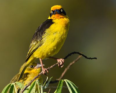 BAGLAFECHT WEAVER (Male and Female)