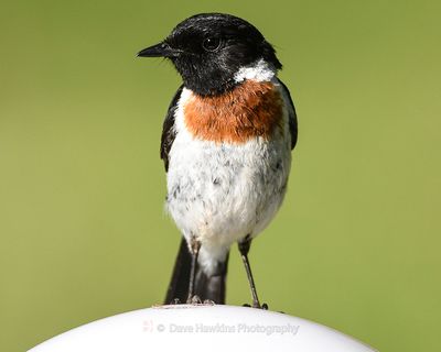 AFRICAN STONECHAT