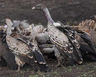 RPPELL'S VULTURE