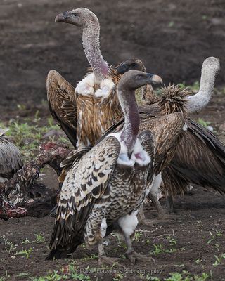 RPPELL'S VULTURE