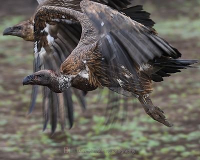 WHITE-BACKED VULTURE