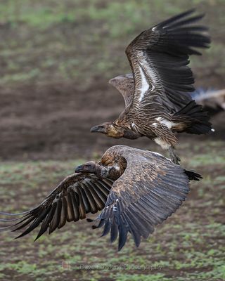 WHITE-BACKED VULTURE