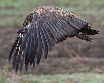 WHITE-BACKED VULTURE