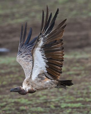 WHITE-BACKED VULTURE