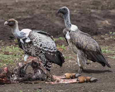 RPPELL'S VULTURE
