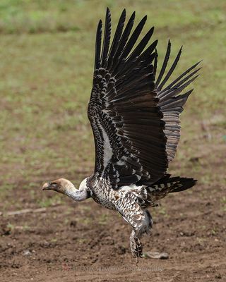 RPPELL'S VULTURE