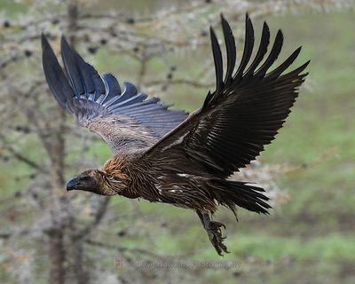 WHITE-BACKED VULTURE