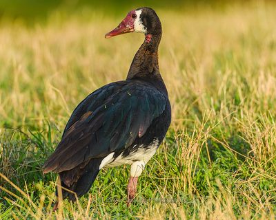 SPUR-WINGED GOOSE