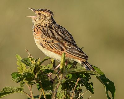 RUFOUS-NAPED LARK