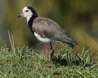 LONG-TOWED LAPWING