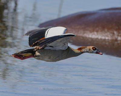 EGYPTIAN GOOSE