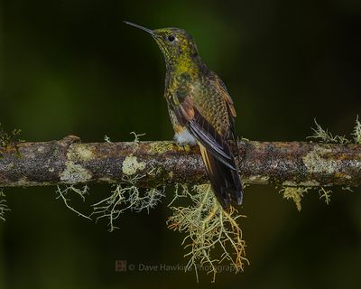 BUFF-TAILED CORONET