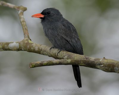 BLACK-FRONTED NUNBIRD