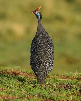 HELMETED GUINEAFOWL