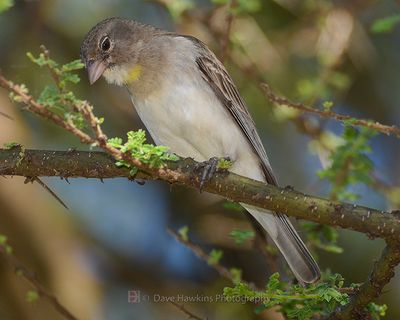 YELLOW-THROATED SEEDEATER