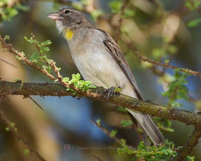 YELLOW-THROATED SEEDEATER