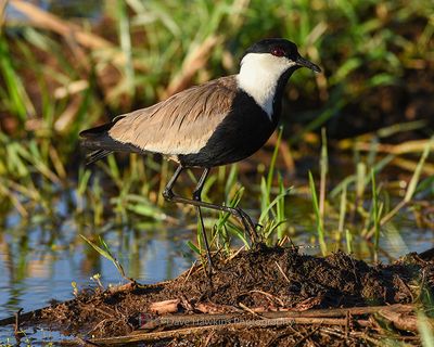 SPUR-WINGED LAPWING