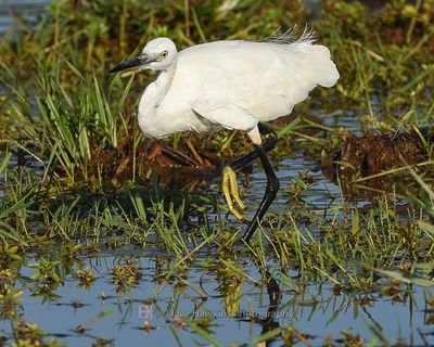 LITTLE EGRET