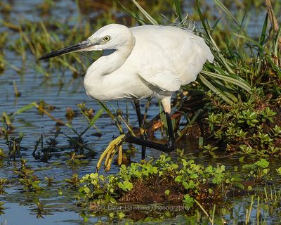 LITTLE EGRET
