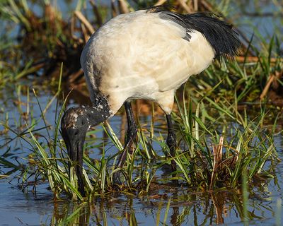 AFRICAN SACRED IBIS