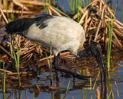 AFRICAN SACRED IBIS