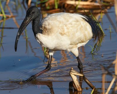 AFRICAN SACRED IBIS