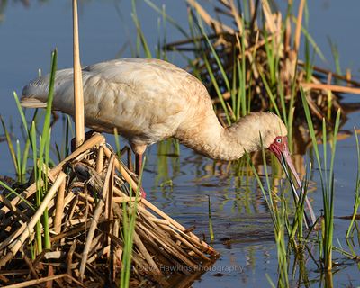 AFRICAN SPOONBILL