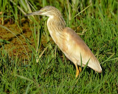 SQUACCO HERON