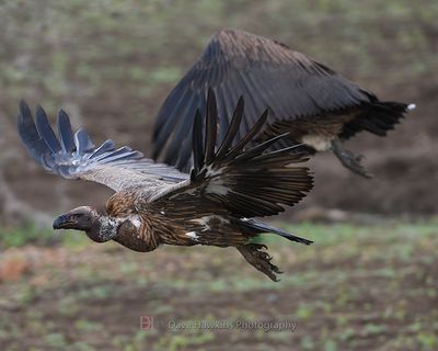 WHITE-BACKED VULTURE