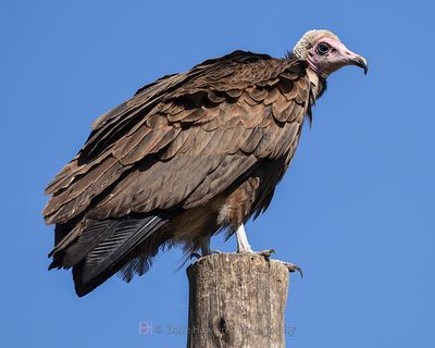 HOODED VULTURE