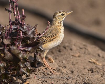 AFRICAN PIPIT