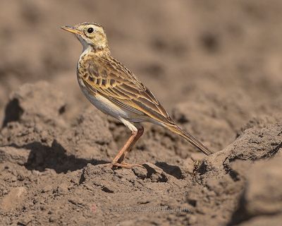 AFRICAN PIPIT