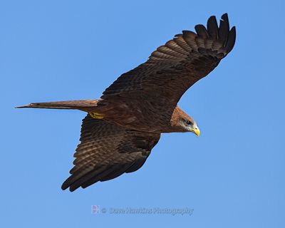 BLACK KITE