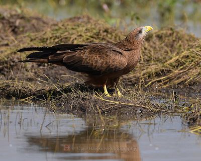 BLACK KITE