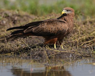 BLACK KITE