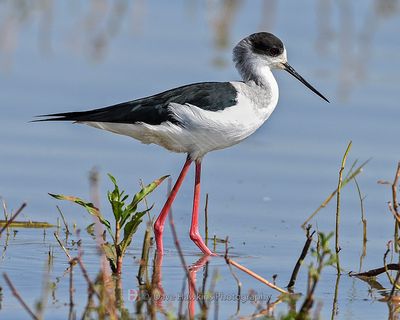 BLACK-WINGED STILT